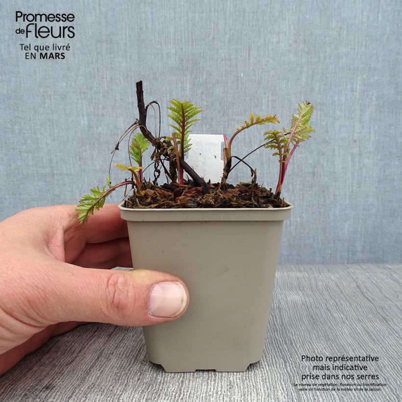 Tanaceto Isla Gold - Tanacetum vulgare Maceta de 8/9 cm Ejemplar entregado en invierno