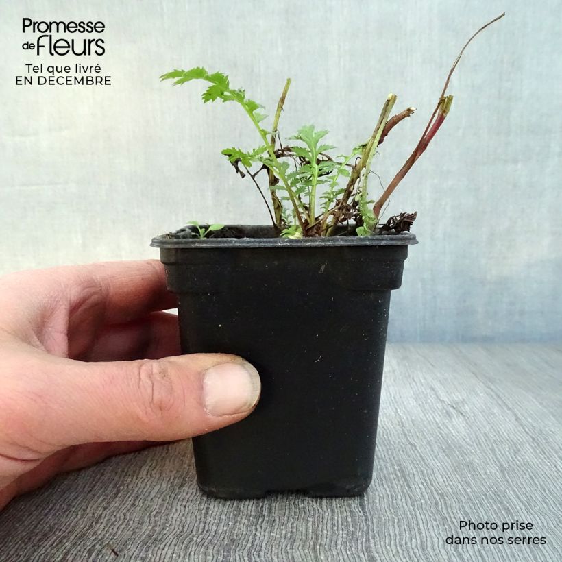 Tanaceto (planta) - Tanacetum vulgare Maceta de 8/9 cm Ejemplar entregado en invierno