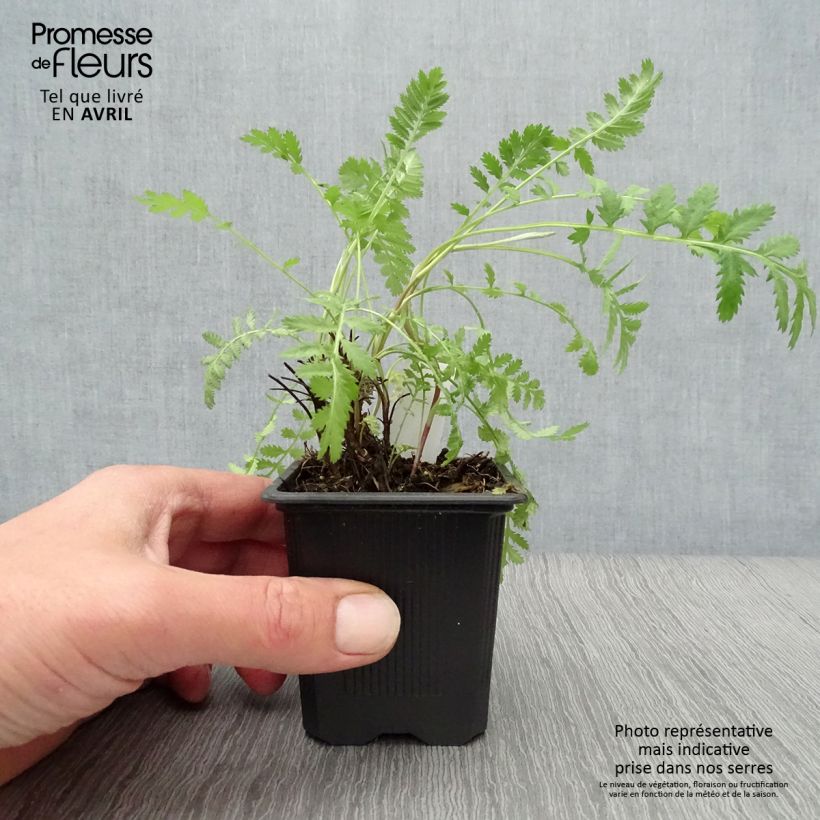 Tanaceto (planta) - Tanacetum vulgare Maceta de 8/9 cm Ejemplar entregado en la primavera