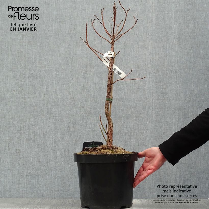 Taxodium distichum Pevé Minaret - Ciprés de los pantanos Maceta 6L/7L Ejemplar entregado en invierno