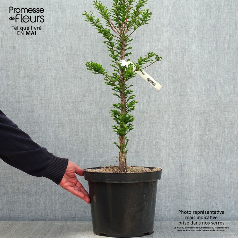 Taxodium distichum Pevé Minaret - Ciprés de los pantanos Maceta 6L/7L Ejemplar entregado en la primavera