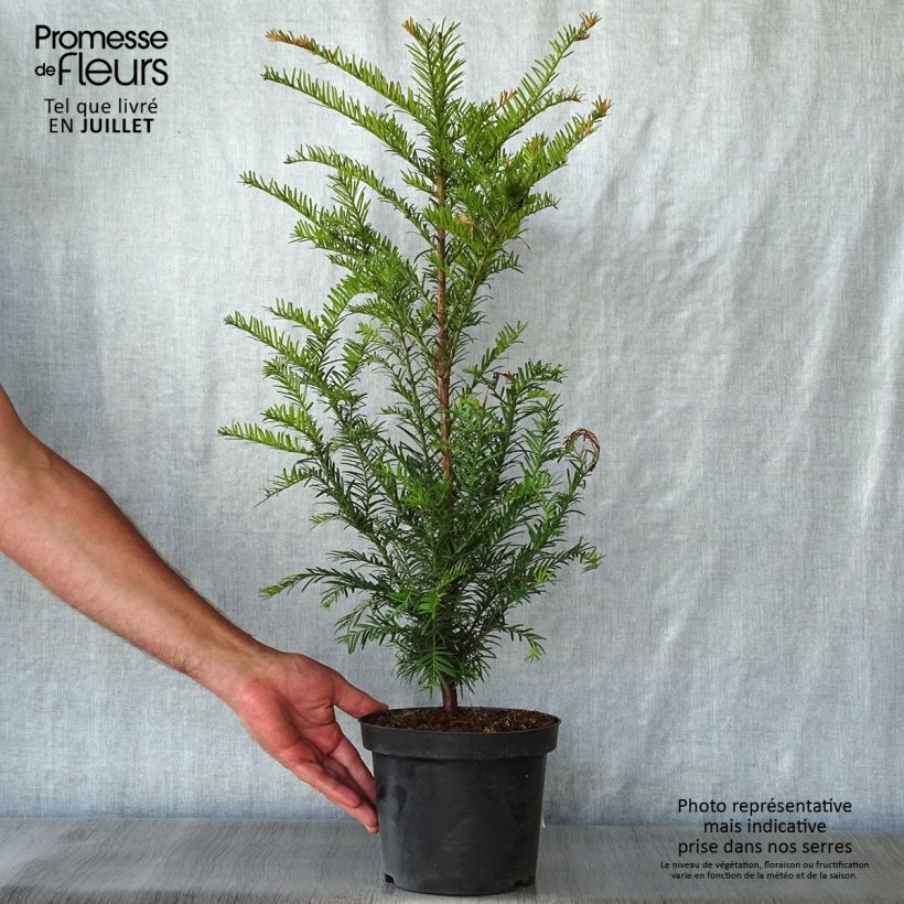 Ejemplar de Tejo - Taxus baccata Maceta 4L/5L entregado en verano