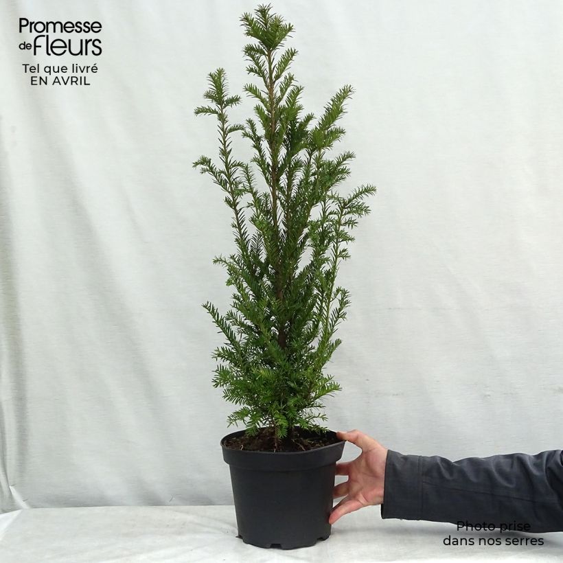 Tejo - Taxus baccata Maceta 4L/5L Ejemplar entregado en la primavera