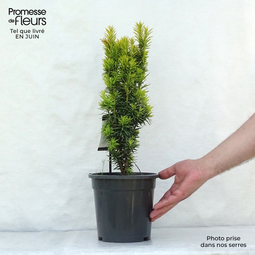 Ejemplar de Tejo David - Taxus baccata Maceta 2L/3L entregado en verano
