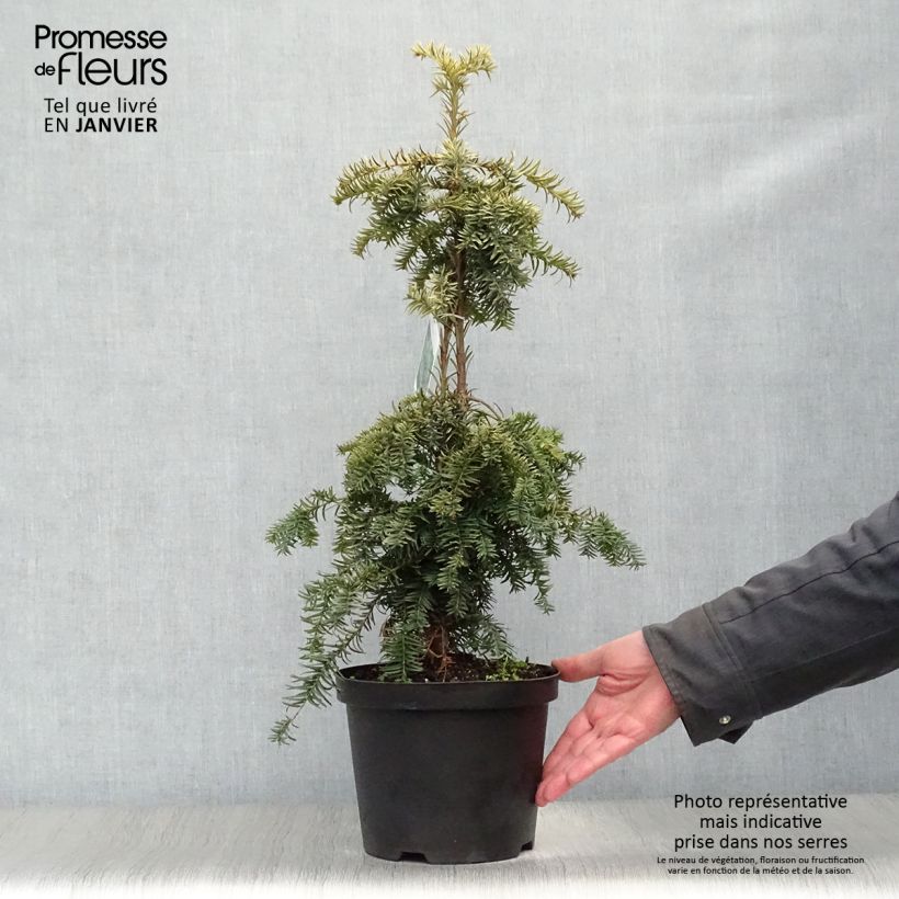 Tejo Dovastonii Aurea - Taxus baccata Maceta 2L/3L Ejemplar entregado en invierno
