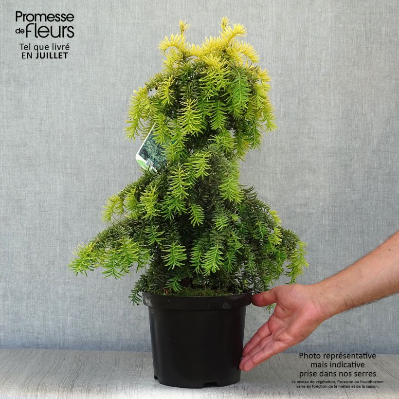 Ejemplar de Tejo Dovastonii Aurea - Taxus baccata Maceta 2L/3L entregado en verano