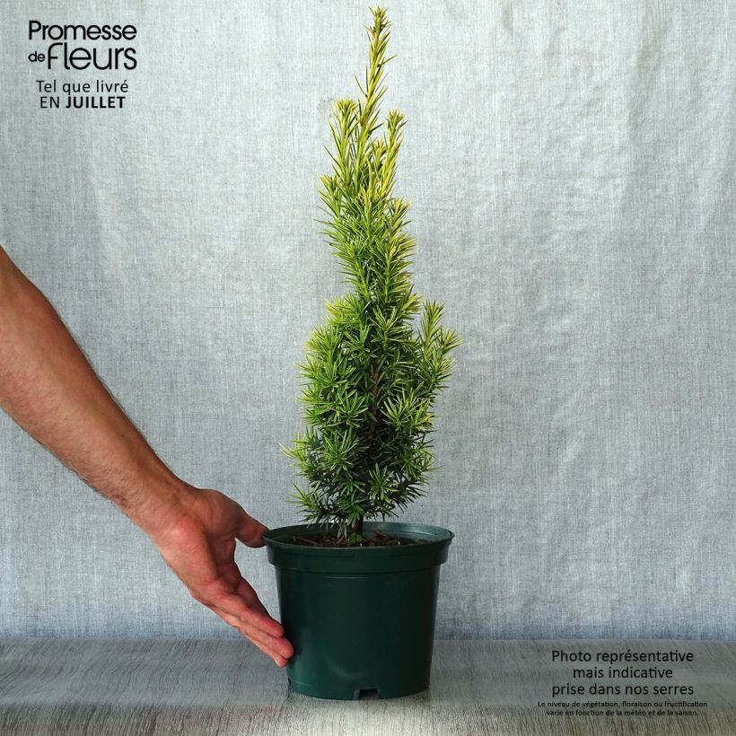 Ejemplar de Tejo Fastigiata Aurea - Taxus baccata Maceta 2L/3L entregado en verano