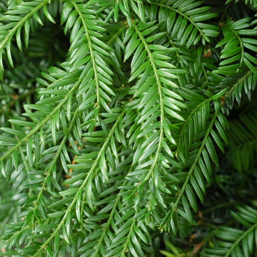 Tejo Fastigiata Robusta - Taxus baccata (Follaje)