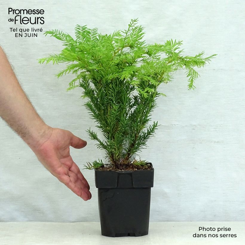 Ejemplar de Tejo Semperaurea - Taxus baccata Maceta 2L/3L entregado en verano