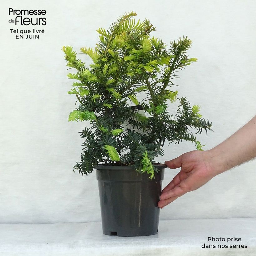 Ejemplar de Tejo Summergold - Taxus baccata Maceta 2L/3L entregado en verano