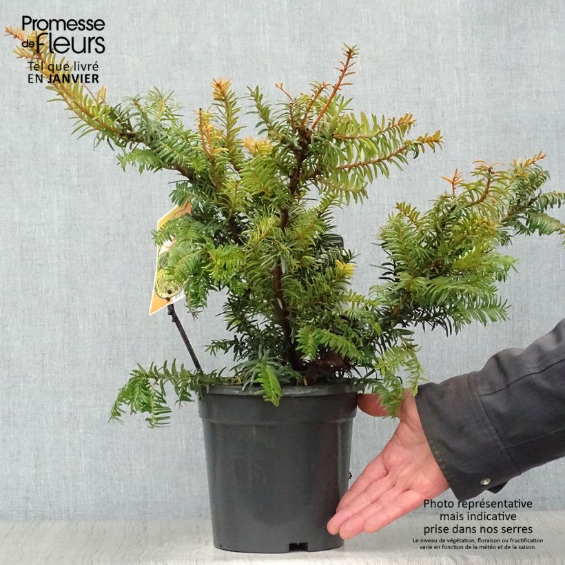 Tejo Summergold - Taxus baccata Maceta 2L/3L Ejemplar entregado en invierno