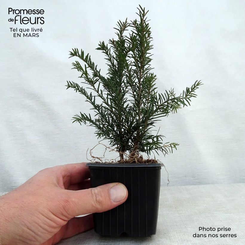 Tejo - Taxus baccata Maceta de 8/9 cm Ejemplar entregado en la primavera