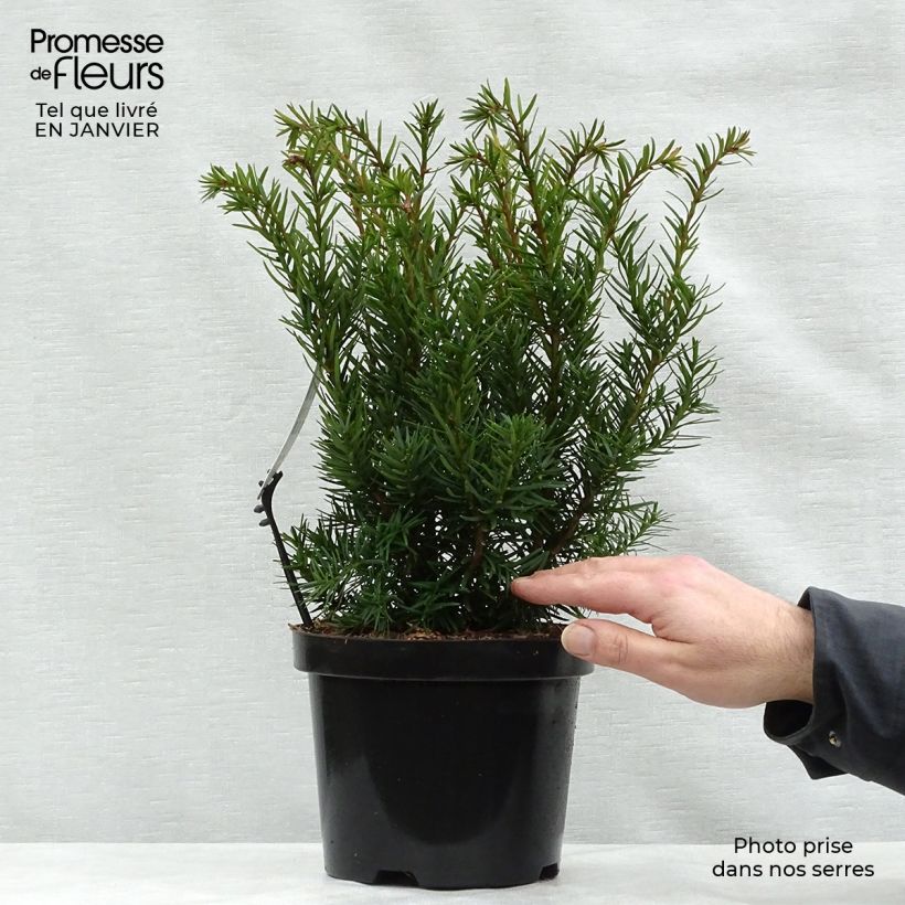 Tejo híbrido Densiformis - Taxus media Maceta 2L/3L Ejemplar entregado en invierno