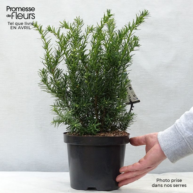 Tejo híbrido Densiformis - Taxus media Maceta 2L/3L Ejemplar entregado en la primavera