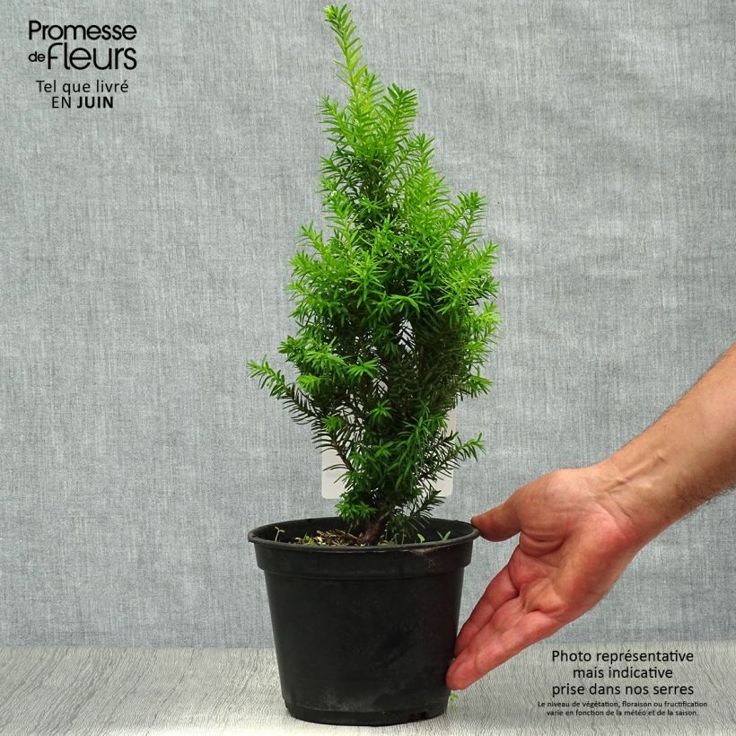 Ejemplar de Tejo híbrido Densiformis - Taxus media Maceta 2L/3L entregado en verano