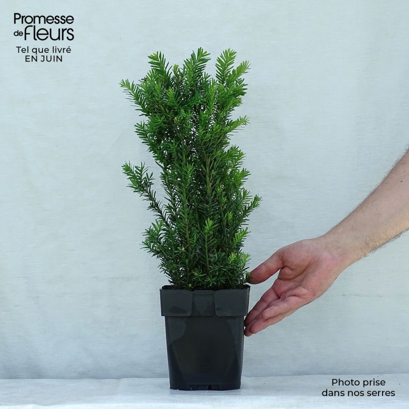 Ejemplar de Tejo híbrido Hillii - Taxus media Maceta 2L/3L entregado en verano