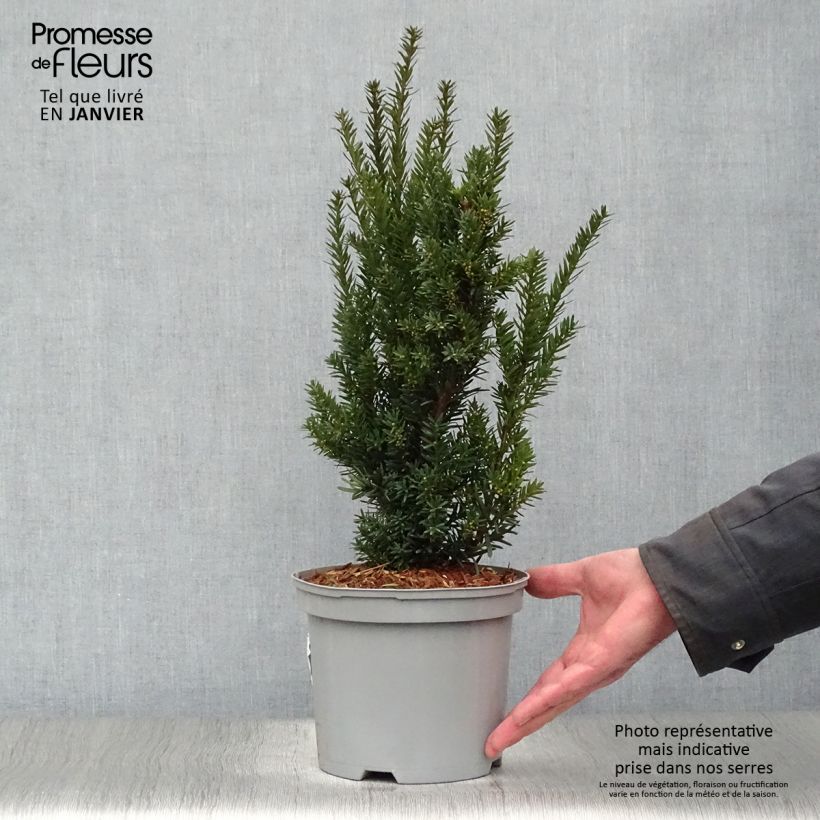 Tejo híbrido Hillii - Taxus media Maceta 2L/3L Ejemplar entregado en invierno