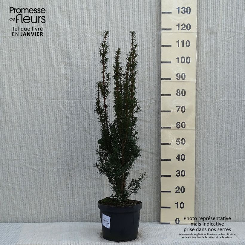 Tejo híbrido Hicksii - Taxus media Maceta 7,5L/10L Ejemplar entregado en invierno