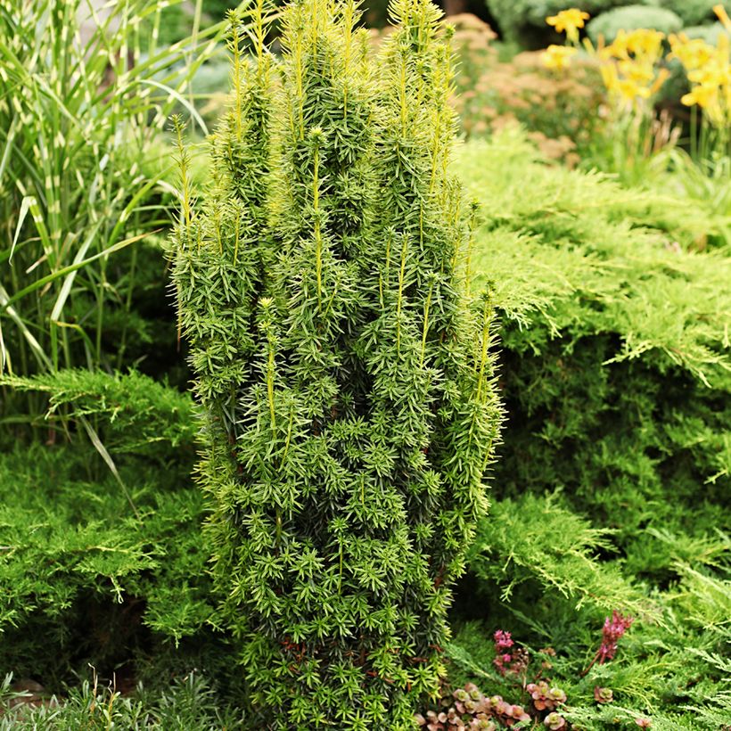 Tejo - Taxus baccata (Porte)