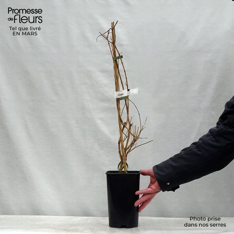 Tecoma capensis Maceta 2L/3L Ejemplar entregado en invierno