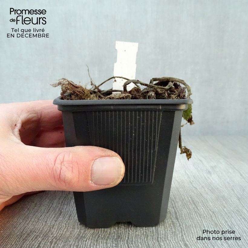 Telekia speciosa Maceta de 8/9 cm Ejemplar entregado en invierno