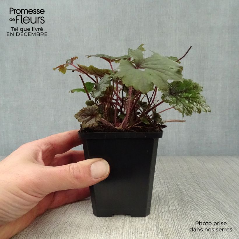 Tellima grandiflora Rubra Maceta de 8/9 cm Ejemplar entregado en invierno