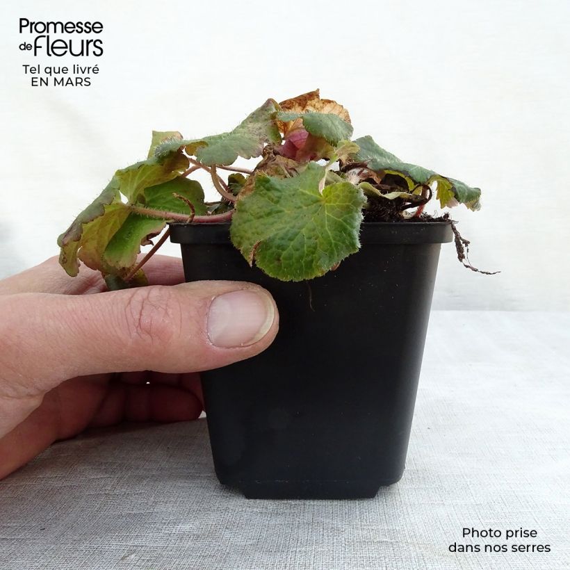 Tellima grandiflora Maceta de 8/9 cm Ejemplar entregado en invierno