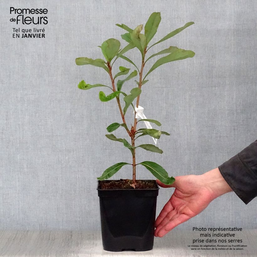 Telopea Emperor's Torch - Waratah Maceta 2L/3L Ejemplar entregado en invierno