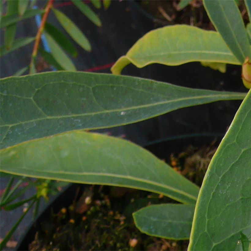 Telopea Emperor's Torch - Waratah (Follaje)