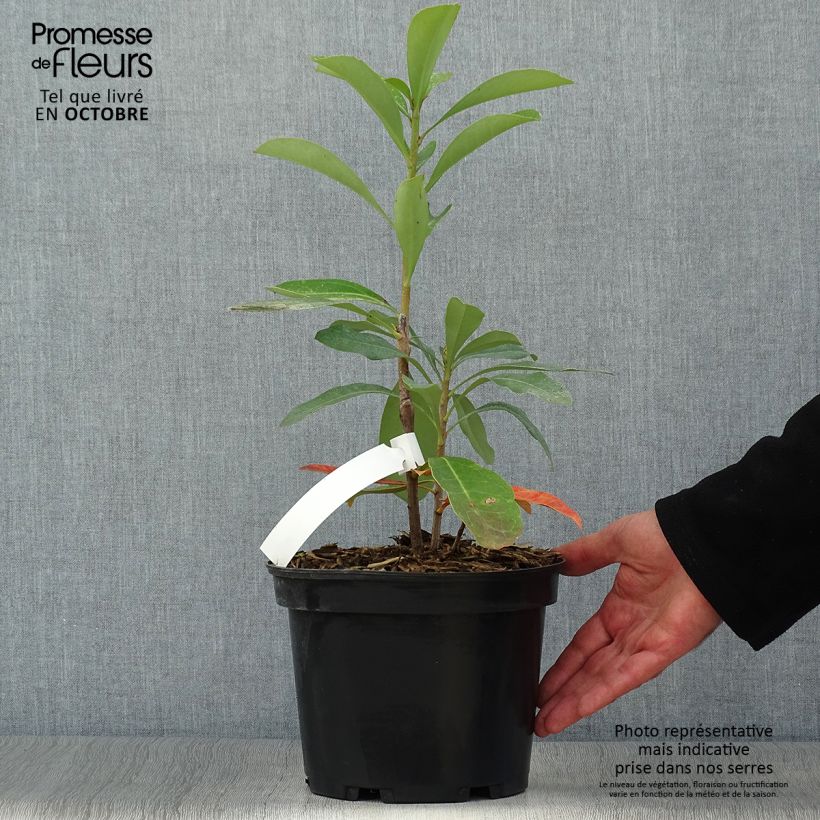Ejemplar de Telopea Emperor's Torch - Waratah Maceta 2L/3L entregado en otoño