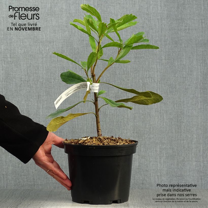 Ejemplar de Telopea speciosissima Shady Lady Yellow - Waratah Maceta 4L/5L entregado en otoño