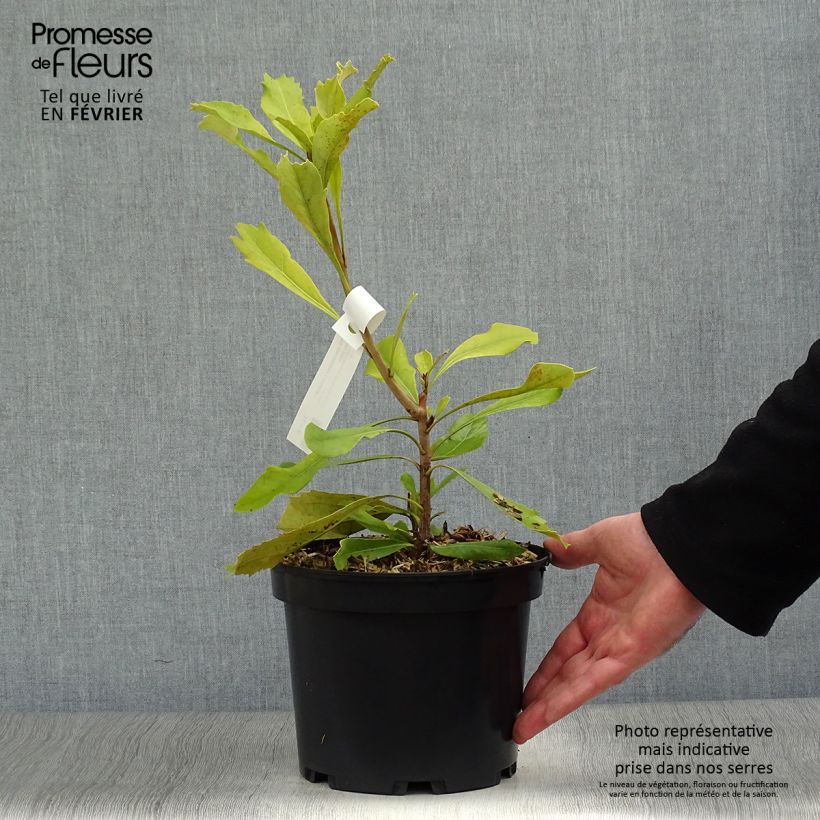 Telopea speciosissima Shady Lady Yellow - Waratah Maceta 4L/5L Ejemplar entregado en invierno