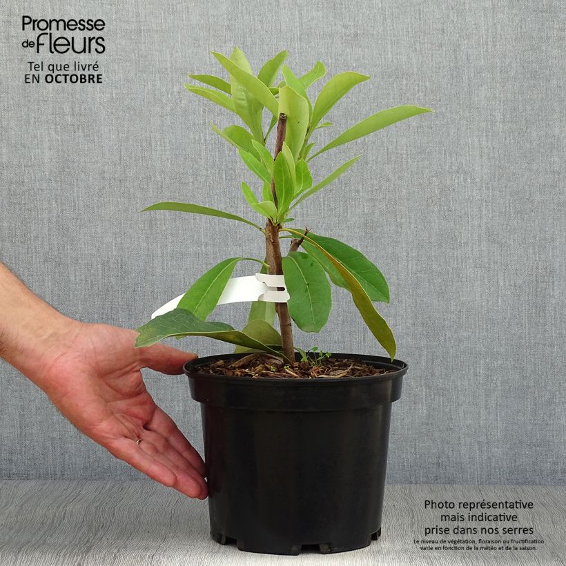 Ejemplar de Telopea speciosissima - Waratah Maceta 4L/5L entregado en otoño