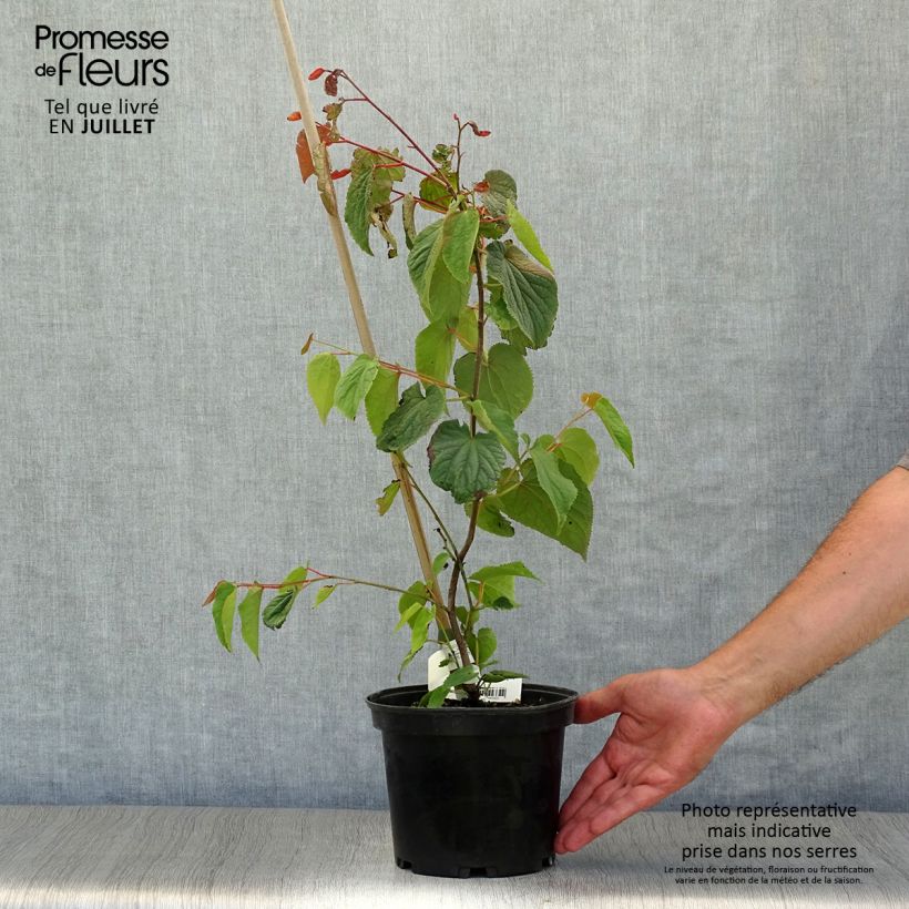 Ejemplar de Tetracentron sinense Maceta 2L/3L entregado en verano