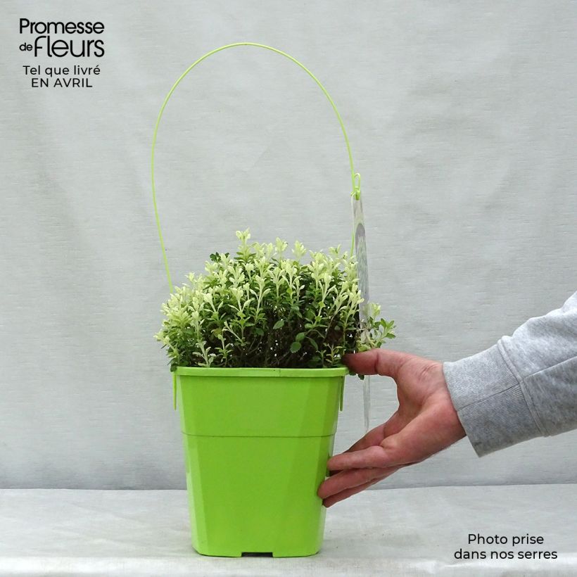 Teucrium lucidrys Lucky Gold - Germandrina Maceta 4L/5L Ejemplar entregado en la primavera