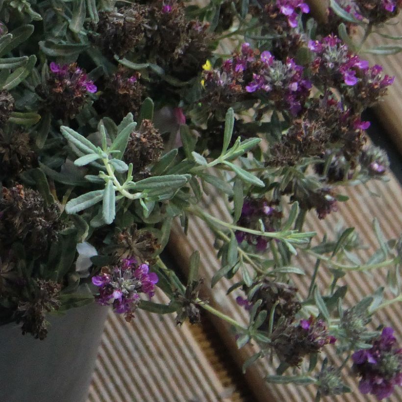 Teucrium ackermannii (Follaje)