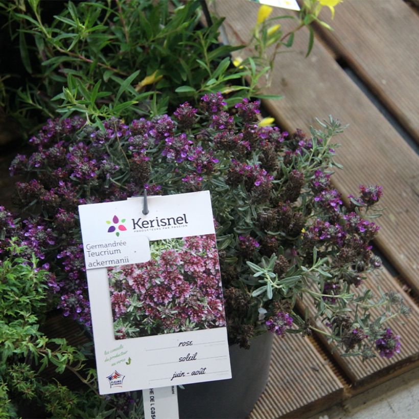 Teucrium ackermannii (Porte)