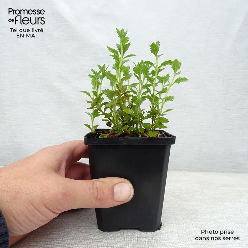 Teucrium chamaedrys Alba - Camedrio Maceta de 8/9 cm Ejemplar entregado en la primavera