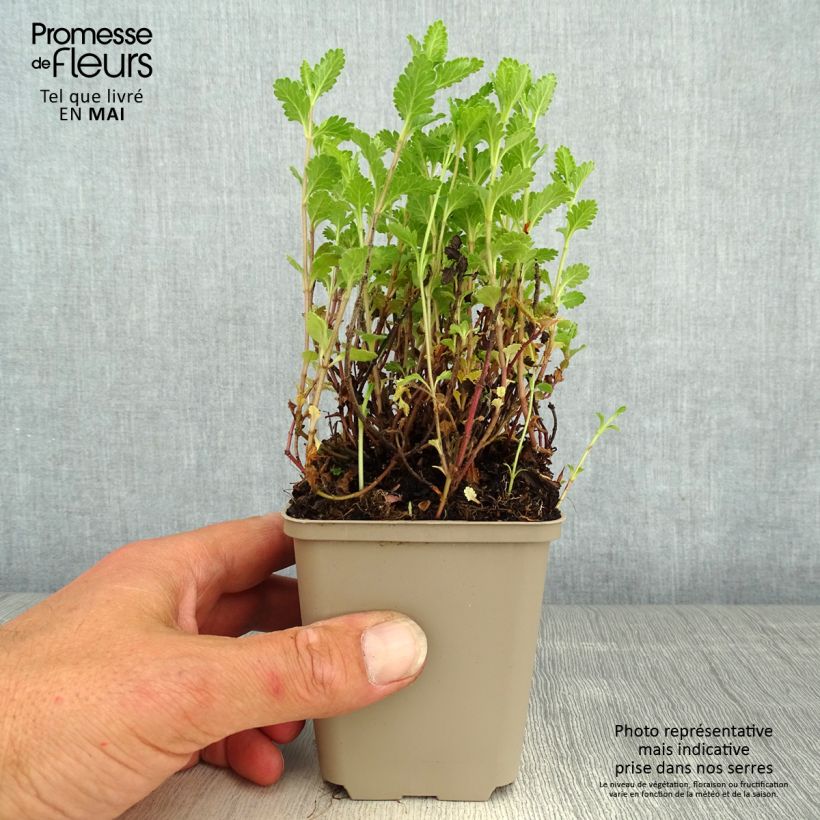 Teucrium chamaedrys Wild Form - Camedrio Maceta de 8/9 cm Ejemplar entregado en la primavera