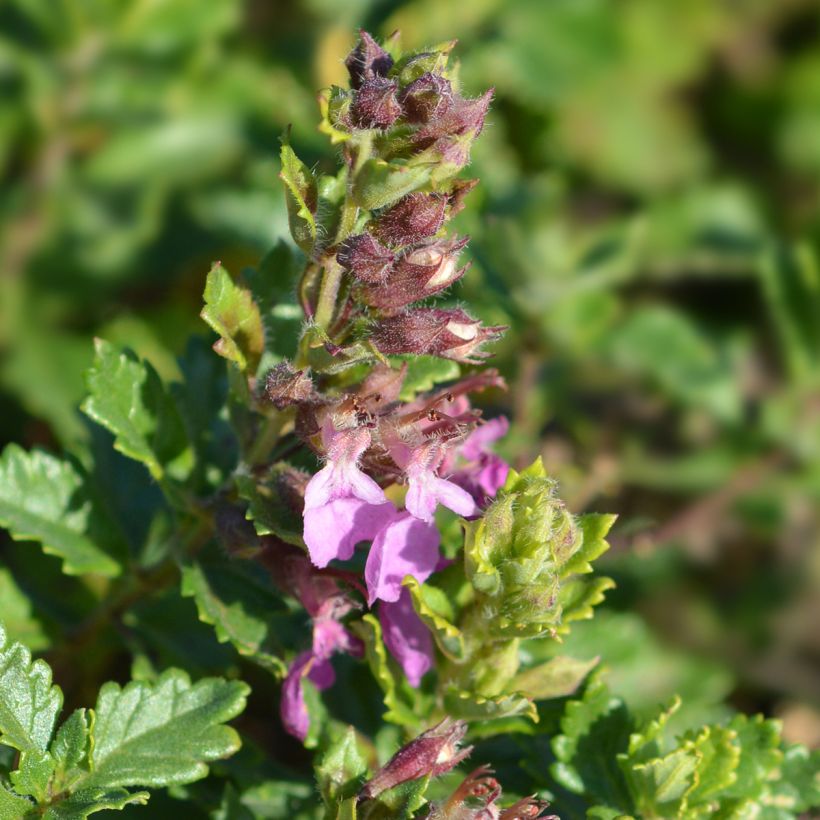 Teucrium chamaedrys Wild Form - Camedrio (Floración)