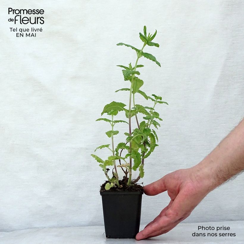 Teucrium hircanicum - Teucrio del Cáucaso Maceta de 8/9 cm Ejemplar entregado en la primavera