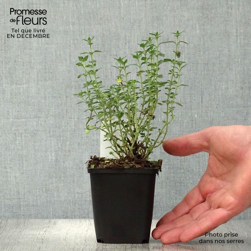 Teucrium lucidrys - Germandrina Maceta de 8/9 cm Ejemplar entregado en invierno