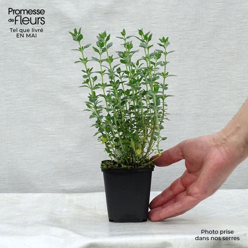 Teucrium lucidrys - Germandrina Maceta de 8/9 cm Ejemplar entregado en la primavera