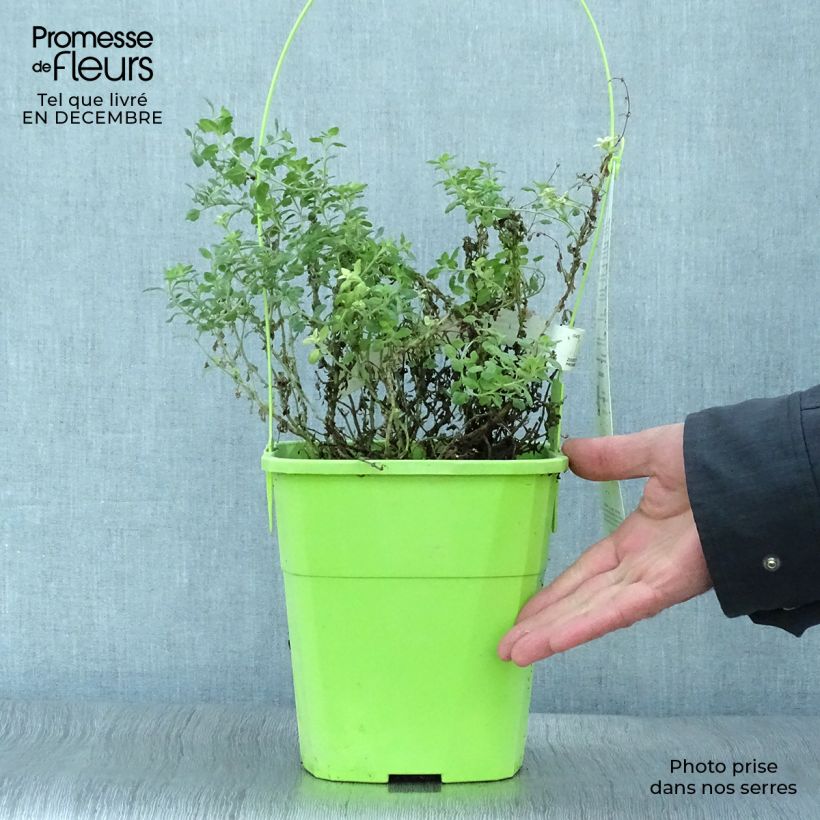 Teucrium lucidrys Lucky Gold - Germandrina Maceta 4L/5L Ejemplar entregado en invierno