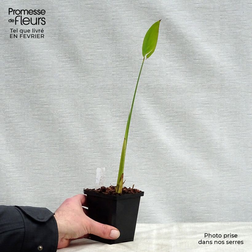 Thalia dealbata Maceta de 8/9 cm Ejemplar entregado en invierno