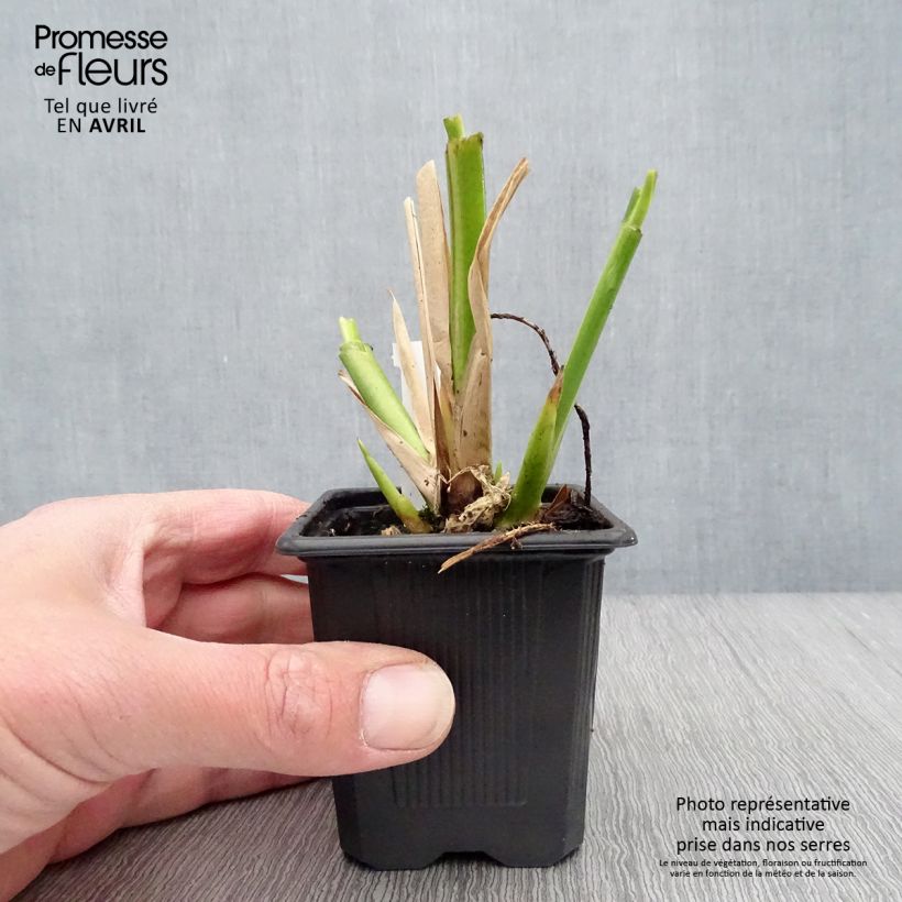 Thalia dealbata Maceta de 8/9 cm Ejemplar entregado en la primavera