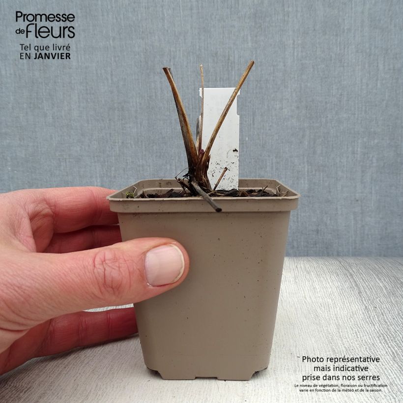 Thalictrum Anne Maceta de 8/9 cm Ejemplar entregado en invierno