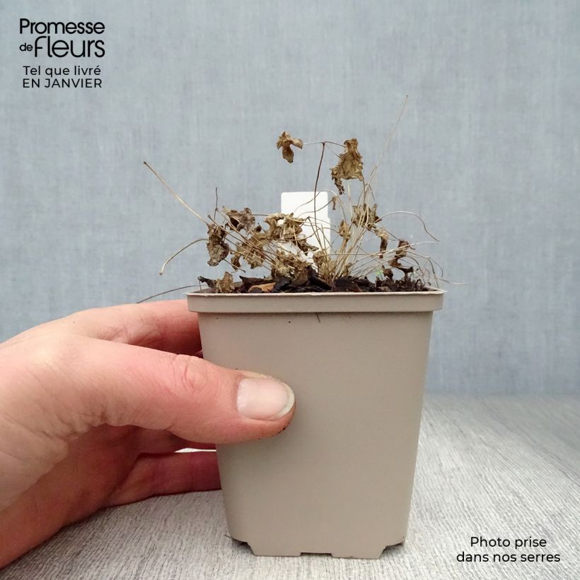 Thalictrum Black Stockings Maceta de 8/9 cm Ejemplar entregado en invierno