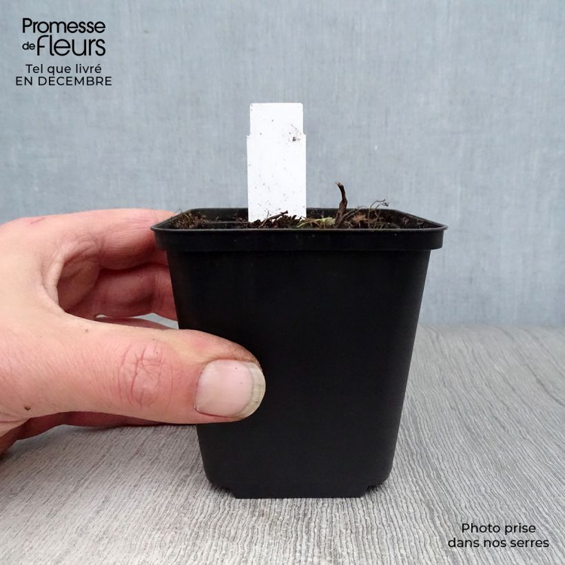 Thalictrum Elin Maceta de 8/9 cm Ejemplar entregado en invierno