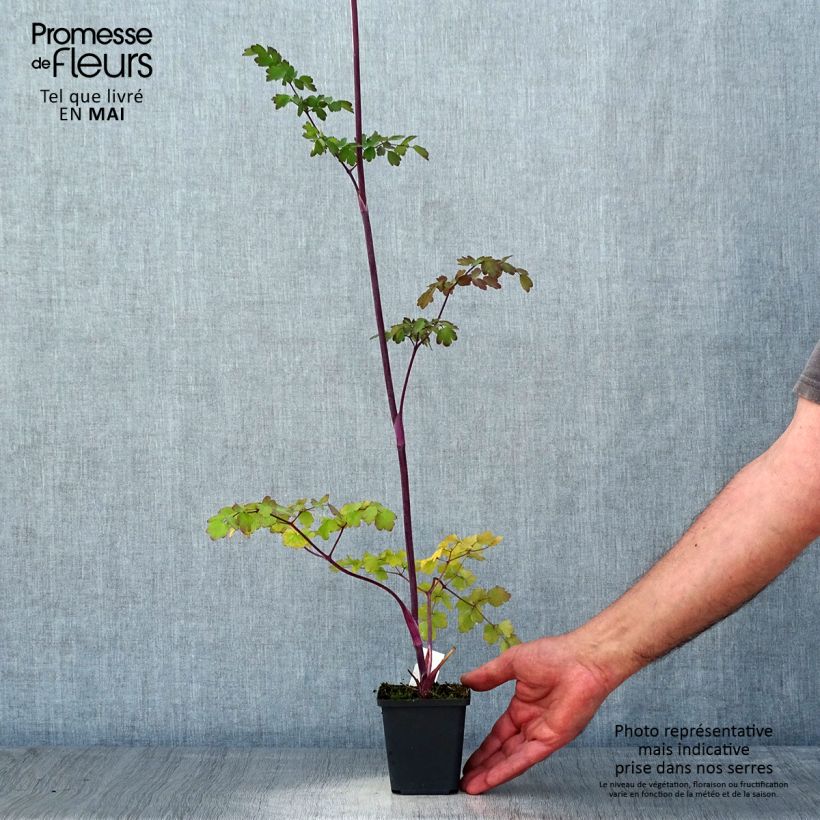 Thalictrum Elin Maceta de 8/9 cm Ejemplar entregado en la primavera